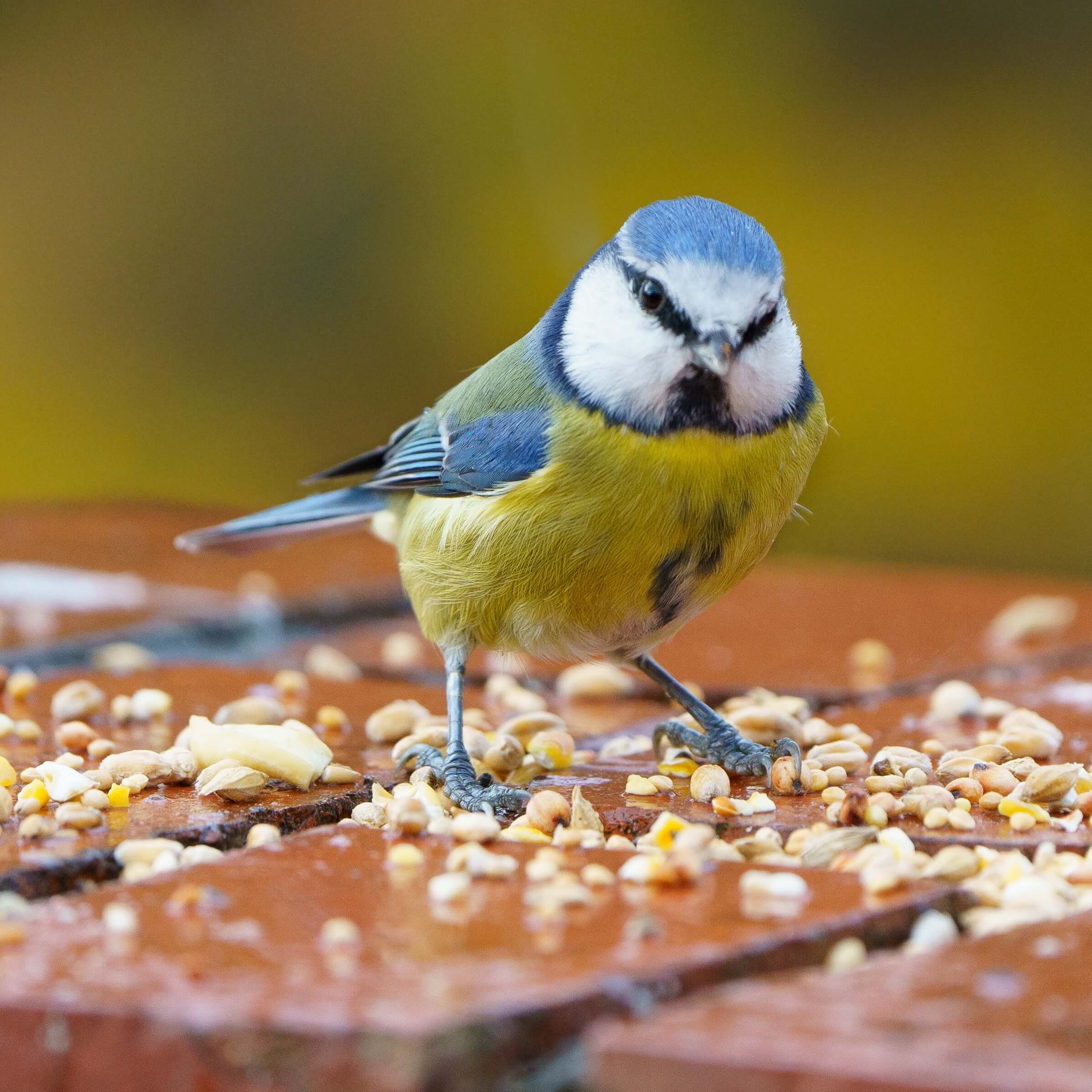 Bird Food